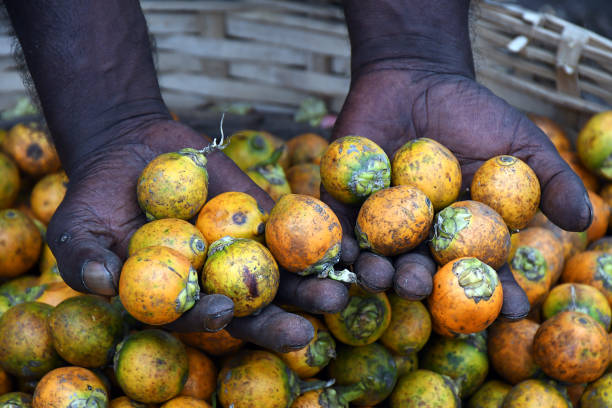 Top 10 Betel Nut Suppliers in South Africa in Year 2025