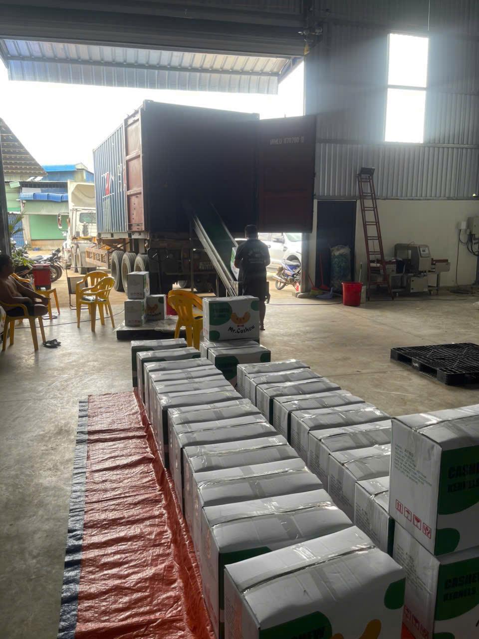 Cashew Nut Kernel W240, W320, W450