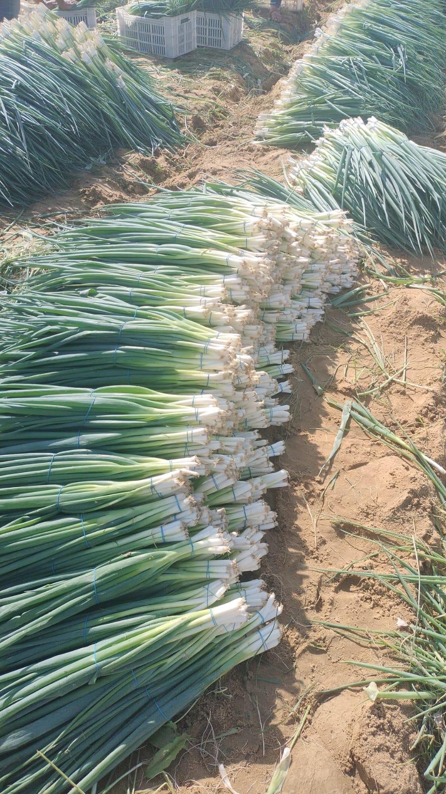 Harvested Green Onions