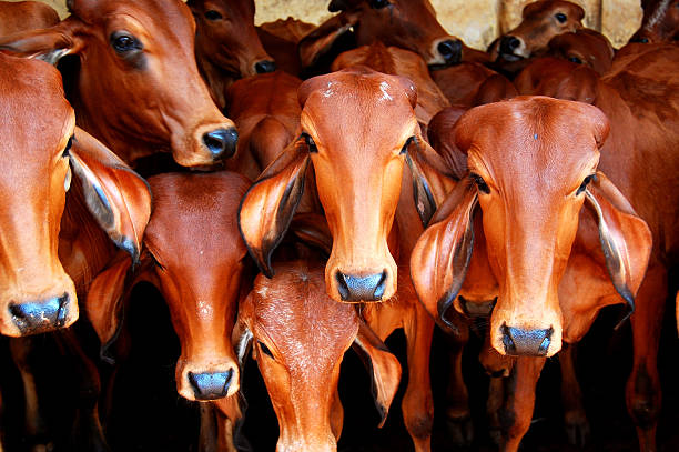 Cattle, Brazil, Top 6 Cattle Suppliers in Brazil in July 2025