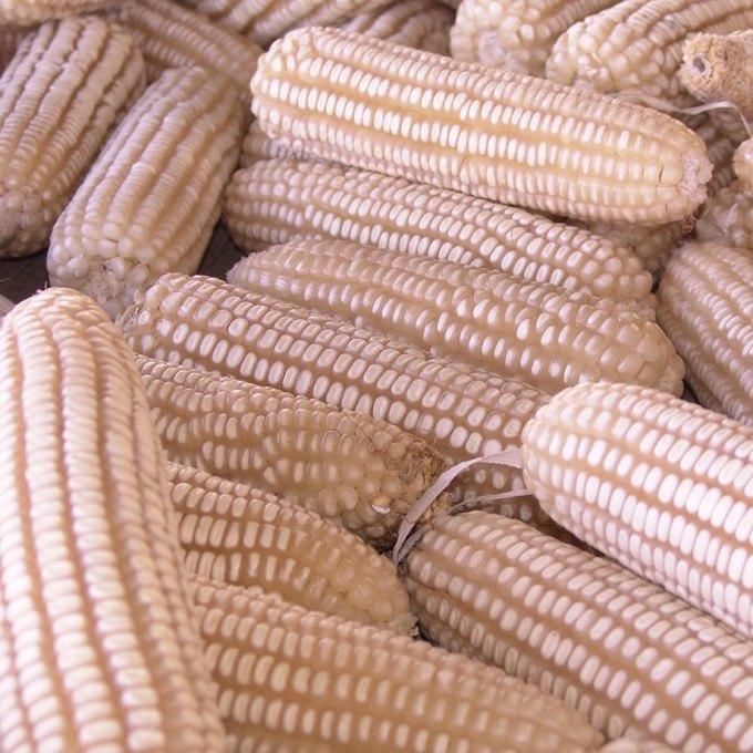 Premium GMO Yellow & White Maize Bulk Supply Export Quality Corn for Food Feed and Industrial Use