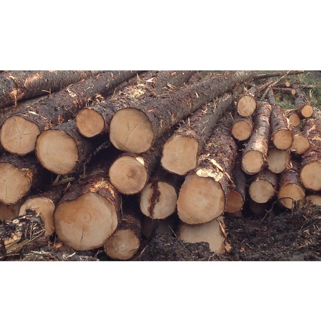 Fresh Cut Spruce Logs - Wholesale Prices for Bulk Orders Wood Type Spruce