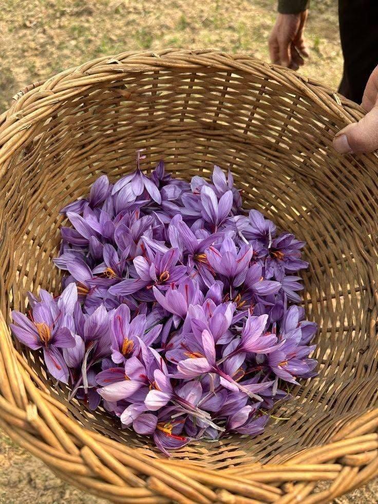 saffron