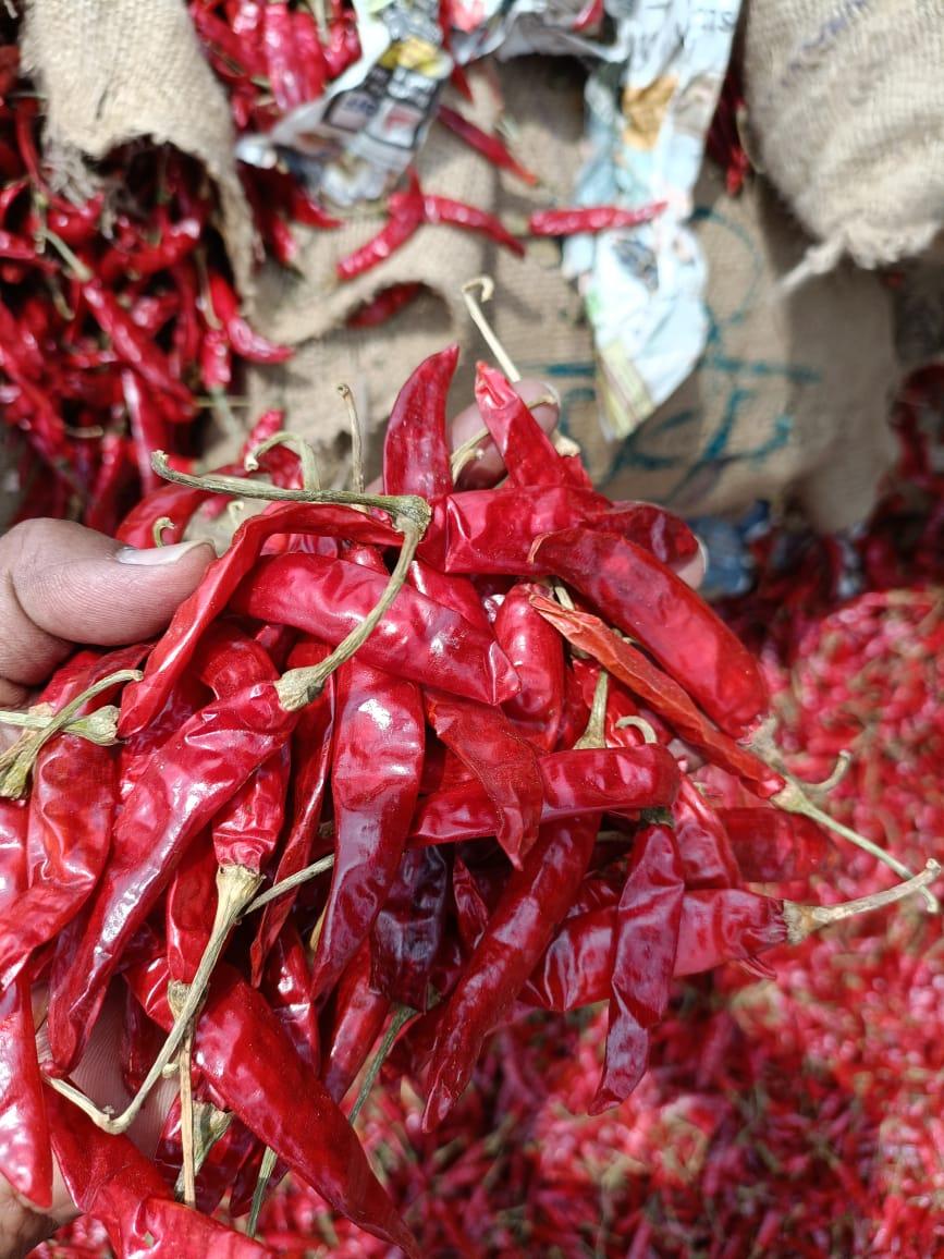 Red Chilli Varieties