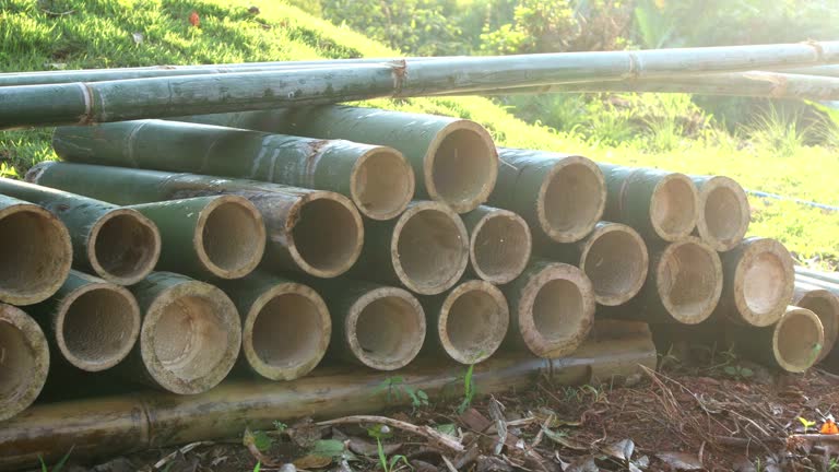 Top 7 Bamboo Suppliers in Brazil in Year 2025: A Data-Driven Guide to Strategic Sourcing