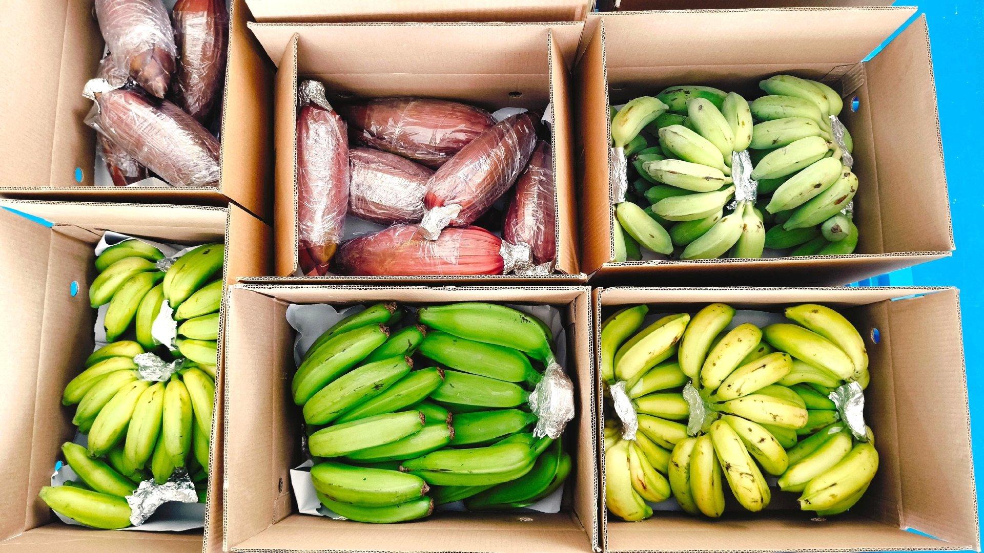 Fresh Vegetables
