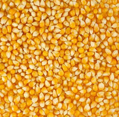 Yellow  Yellow Corn Yellow Product Name Corn Type Corn (Maize) Use Chicken feed, Livestock Flavor Natural taste