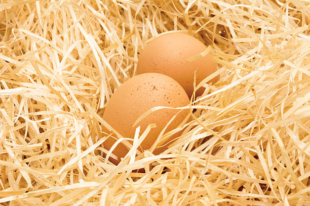 Top 6 Chicken Eggs Suppliers in Spain in May 2025: Urgent Market Update You Need to Know