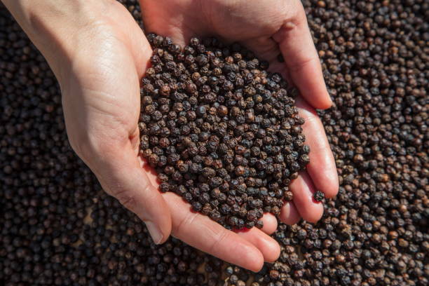 Top 9 Black Pepper Suppliers in Canada in Quarter 3 of 2025