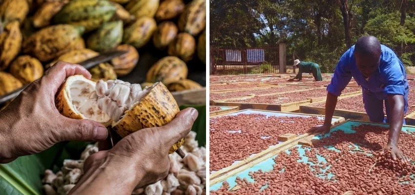 Dried raw cocoa beans