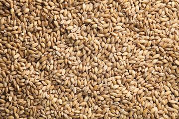 Bulk Organic Wheat