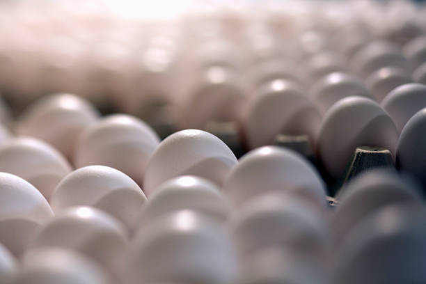 Top 8 Eggs Suppliers in Portugal in Year 2025: Urgent Market Update & Strategic Guide