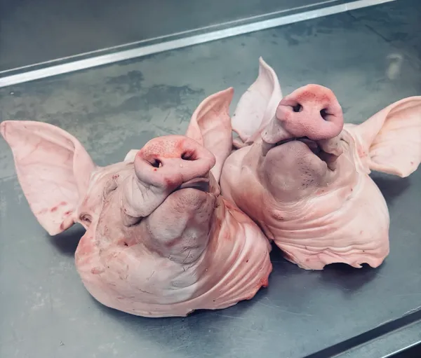 Frozen pork Hind shank skin on bone in price 1,46 eur exw