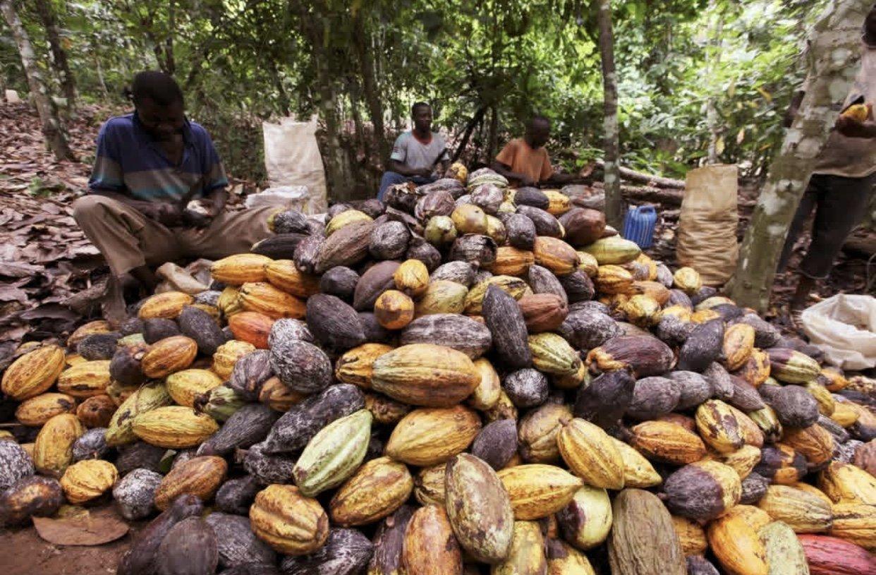 Premium cocoa beans