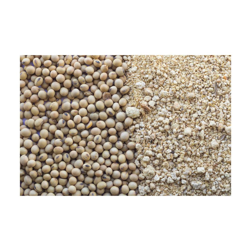 Brazil Soybean Supplierfrozenchickenexports.com