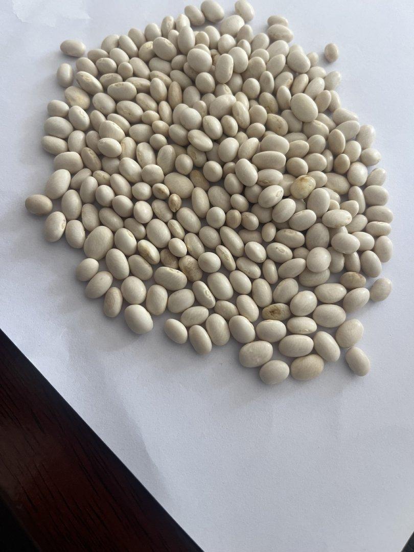 WHITE KIDNEY BEANS Color White Grade Grade 1 Origin South