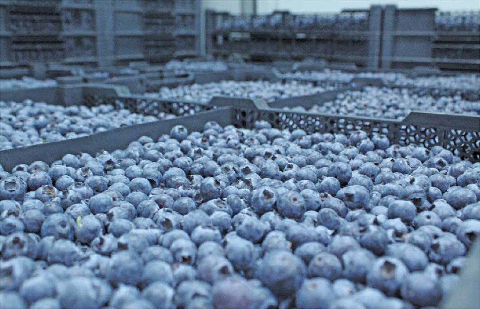 Blueberry Harvest