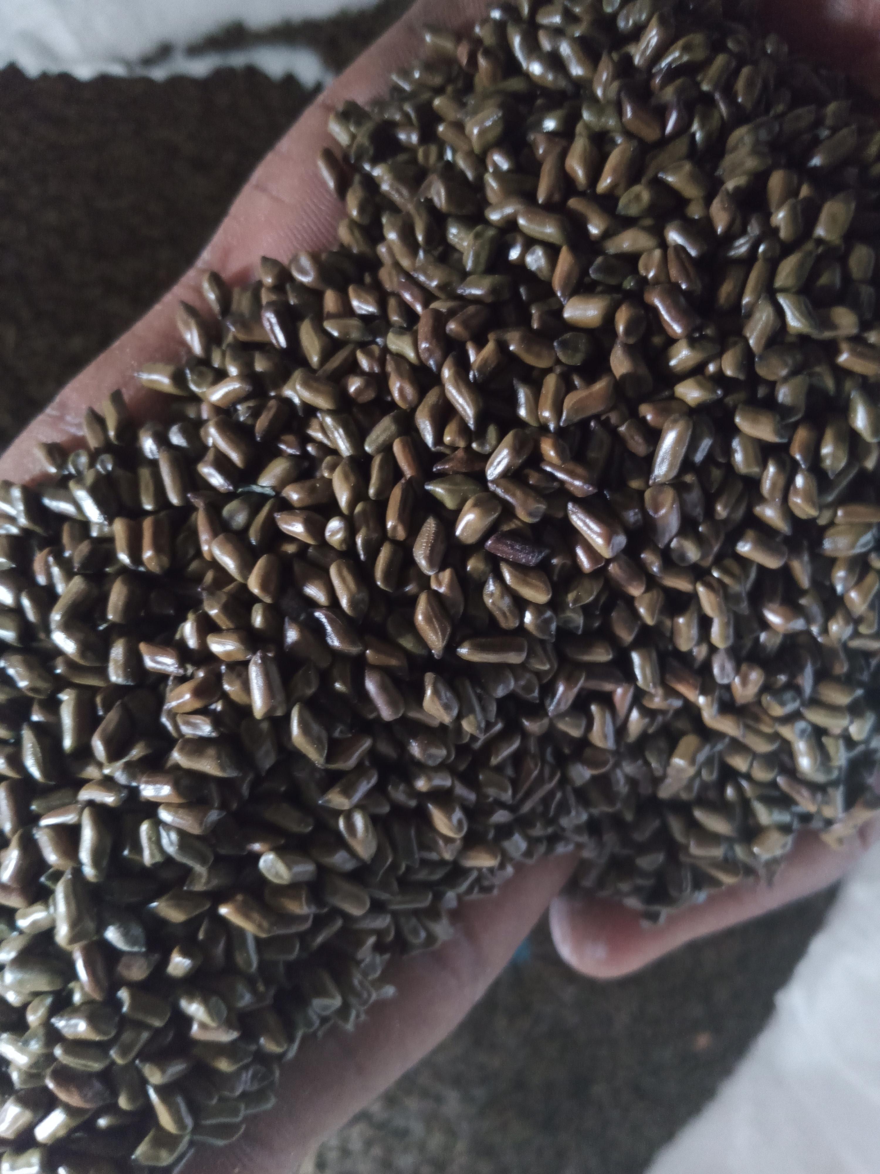 Cassia Tora Seeds  Packaging PP bags Processing Type Machine