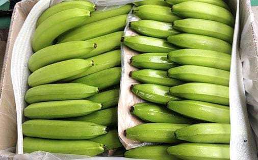 Fresh and Firm Bananas