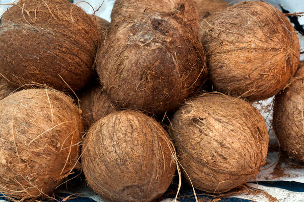 Top 9 Coconut Suppliers in Kenya in Year 2025 – A Data-Driven Guide to Kenya’s Export Scene