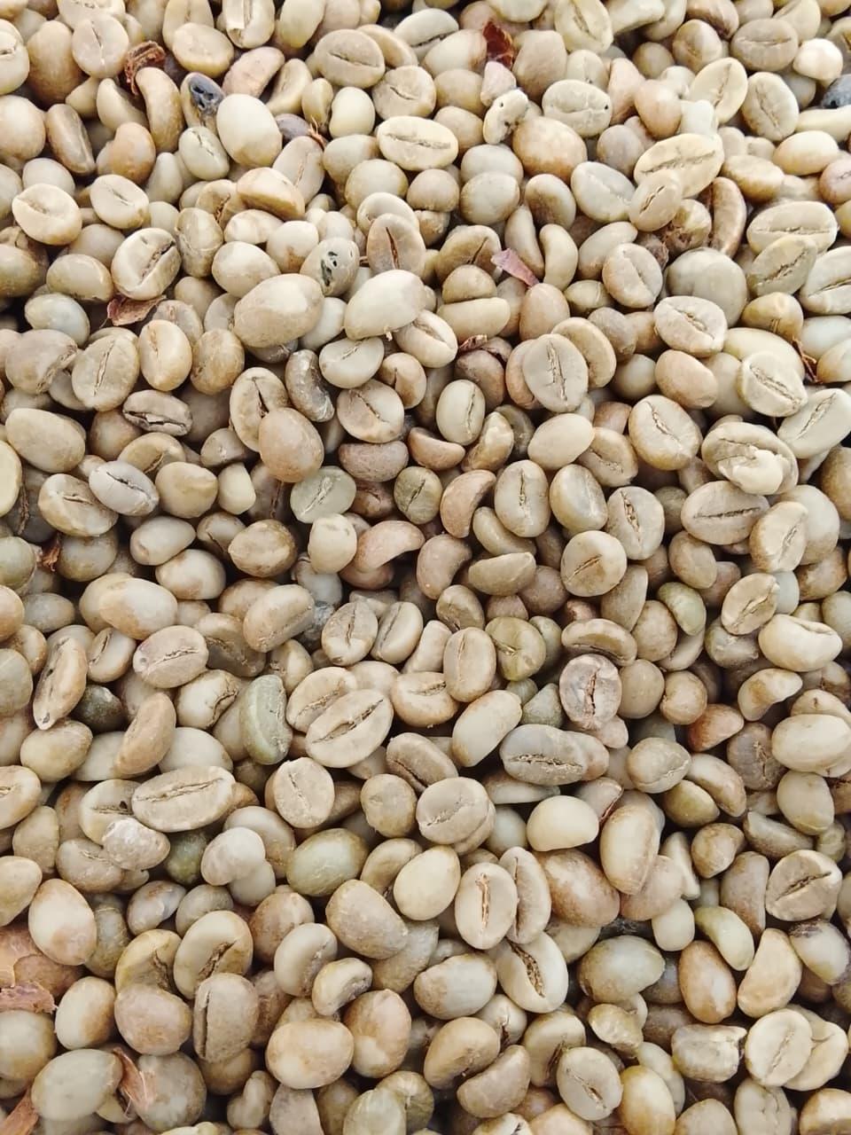 Coffee Beans Harvest
