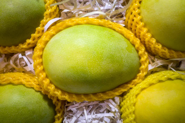 Top 10 Mango Suppliers in Netherlands in July 2025: Market Insights, Trends & Verified Exporters