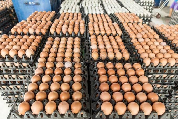 Fresh Brown Chicken Eggs