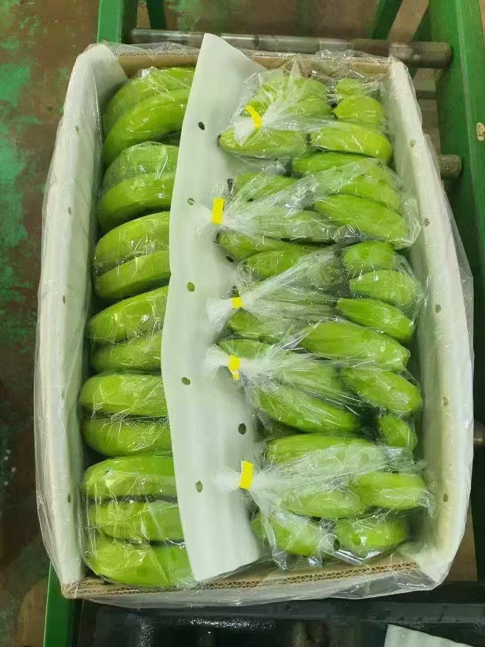 Fresh Cavendish Bananas