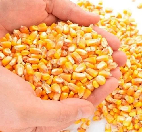 Yellow Corn / Maize & White Corn / Maize for Human & Animal Feed