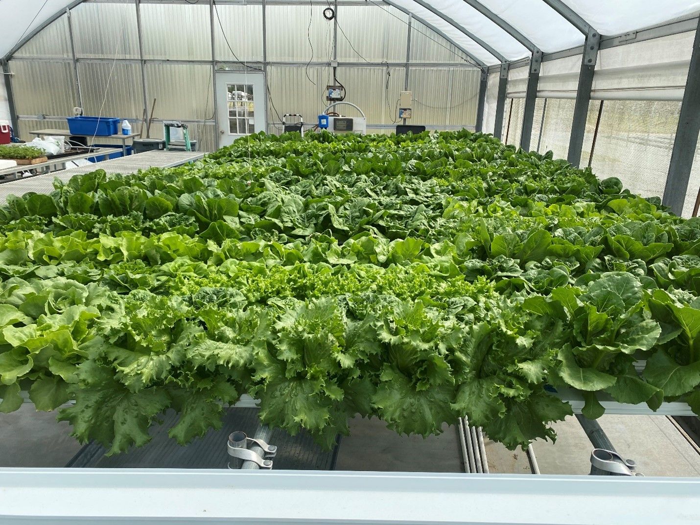 Loose Leaf Lettuce and Hydroponics: Mastering the Art of Continuous Harvest