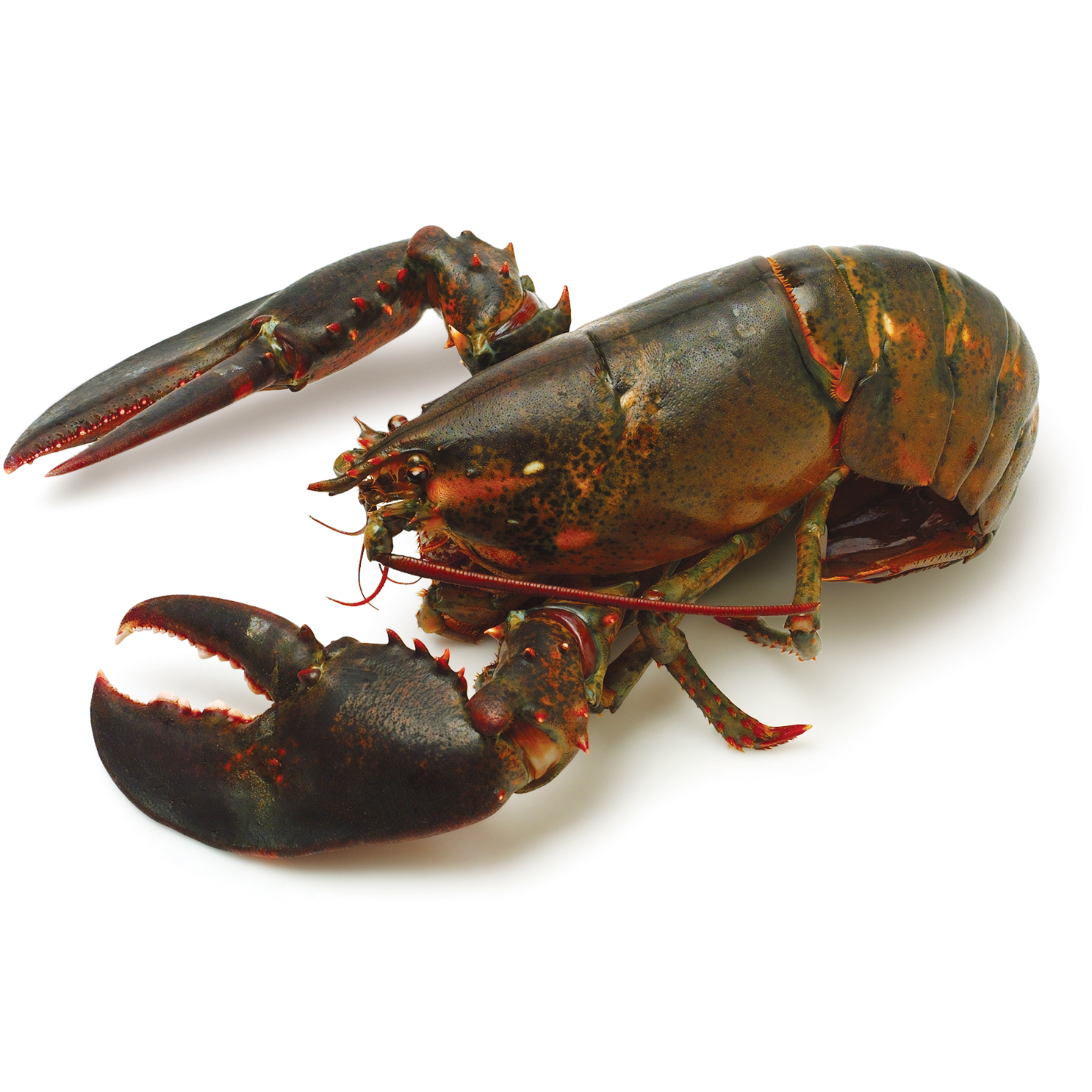Wholesale Exporter We Sell Frozen Lobster / Live Lobster/Frozen Seafood