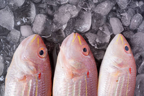 Top 4 Frozen Fish Suppliers in Vietnam in Quarter 3 of 2025