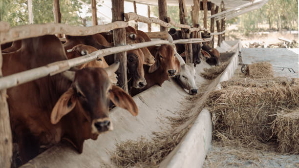 Top 3 Animal Cattle Feed Suppliers in Brazil in Year 2025: Market Update & Strategic Insights