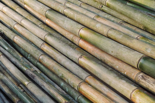 Top 5 Bamboo Suppliers in Vietnam in Quarter 3 of 2025: Urgent Market Update