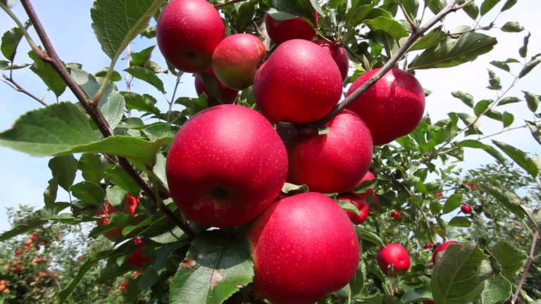 A Comprehensive Guide to Sourcing High-Quality Apple: Top 4 Apple Suppliers in Austria in Year 2025