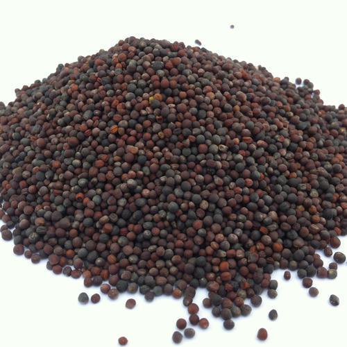 Canola Seeds Image 2