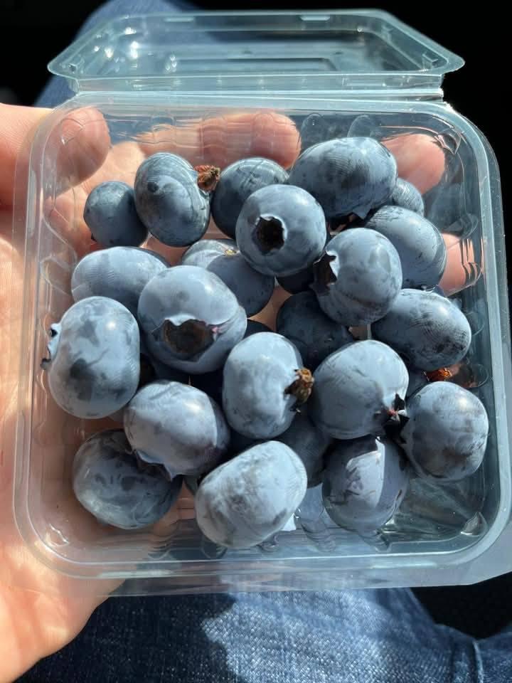 Quality FRESH and FROZEN Blueberries for sale!! CLASS 1 Export Quality Fresh and Frozen Blueberries from South Africa