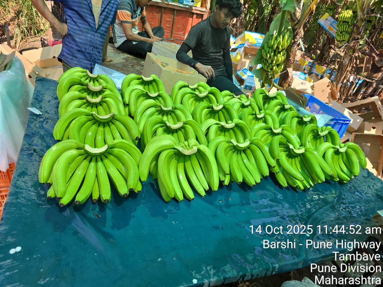 G9 Cavendish Banana Image 2
