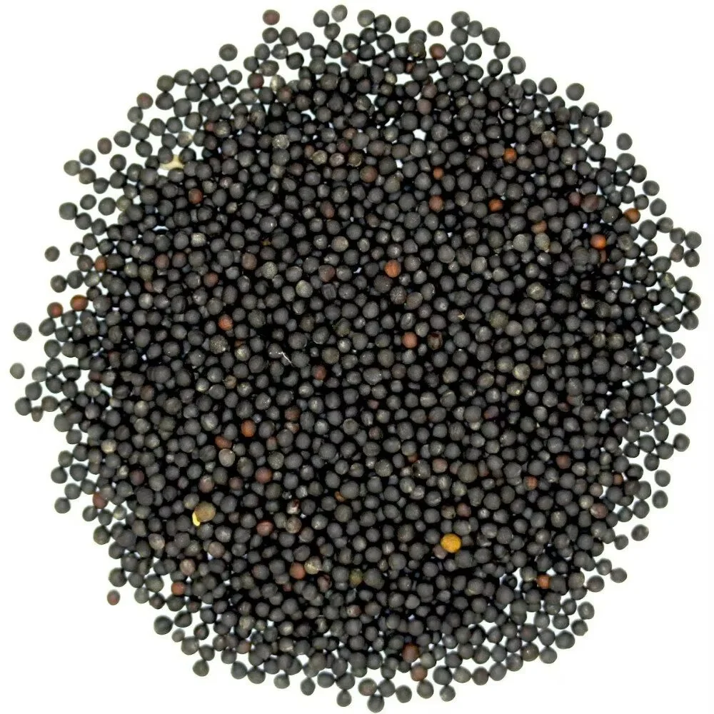 Canola Seeds Image 1