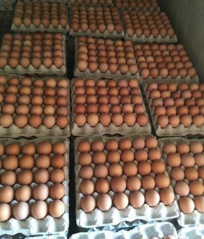 Fresh Chicken Eggs Shell Type White Or Brown Shell Color White Or Brown Certifications Haccp, Halal Storage Temperature 4°c To