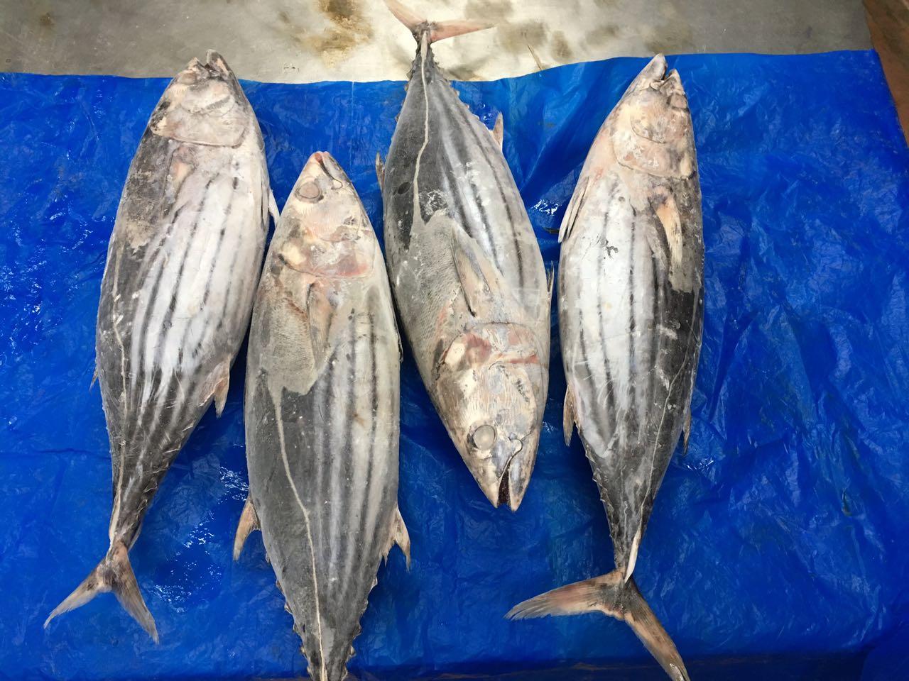 Frozen Skipjack Tuna Fish Whole Round (Katsuwonus pelamis) – Bulk Wholesale Supplier & Exporter