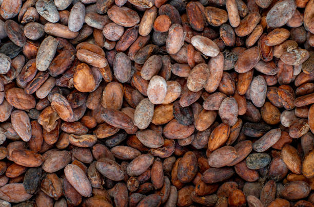 Top 9 Cocoa Beans Suppliers in Thailand in Quarter 3 of 2025: Urgent Market Update for Buyers
