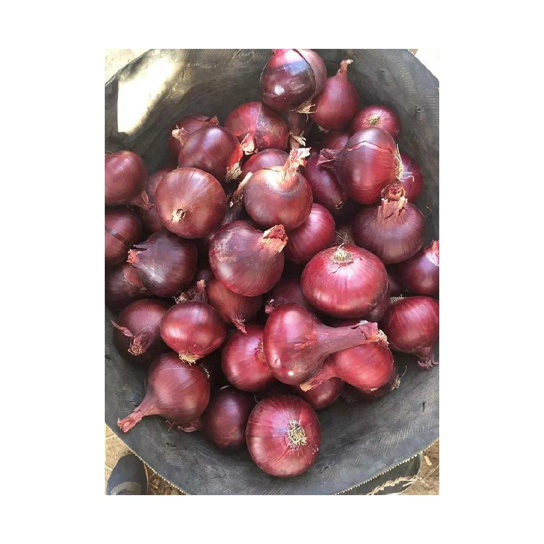 Export Fresh Onion Egypt Mesh Bags Onion Red Onion