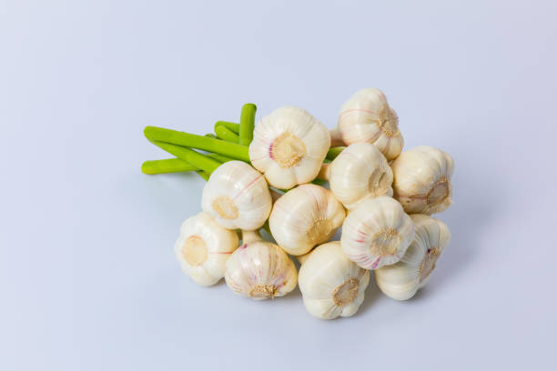 Your Expert Guide to Procuring Top-Tier Fresh Garlic: Top 8 Fresh Garlic Suppliers in Canada in 2025