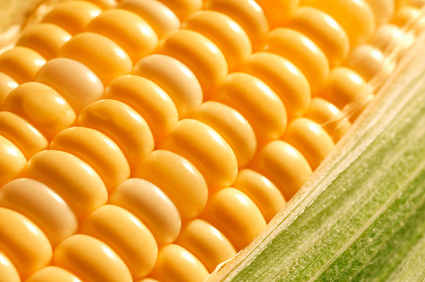 Top 10 Corn Suppliers in Turkey in Quarter 3 of 2025