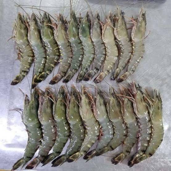 Frozen Black Tiger Shrimp (Penaeus Monodon / Giant Tiger Prawn)