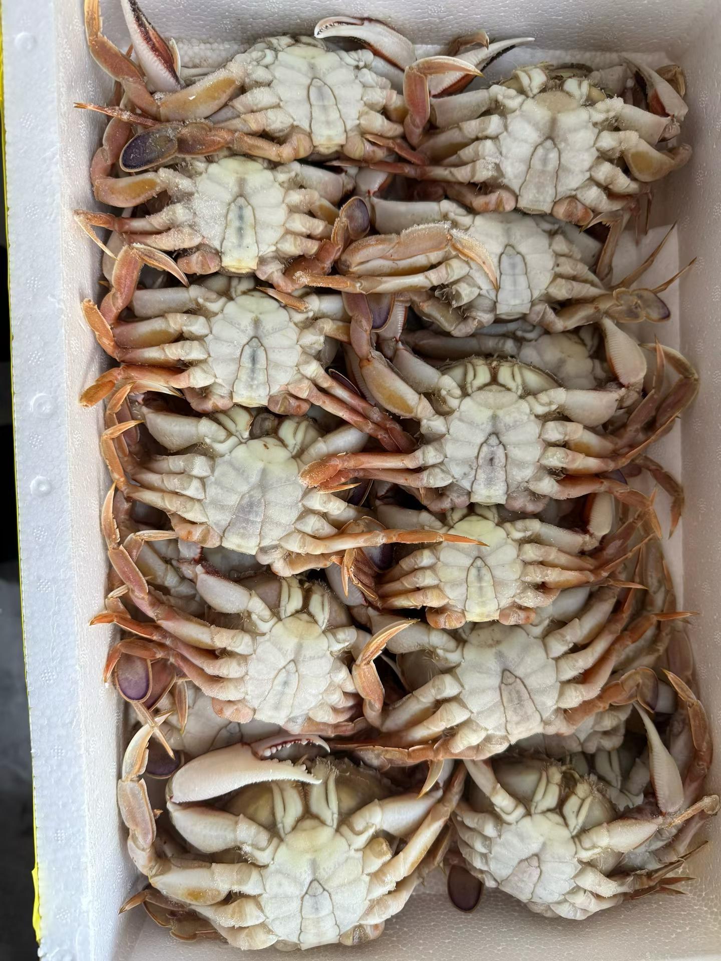 Frozen Seafood（crab、squid、fish）
