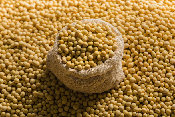 A Comprehensive Guide to Sourcing High-Quality Soybean: Top 8 Soybean Suppliers in Thailand in Week 15 of 2025