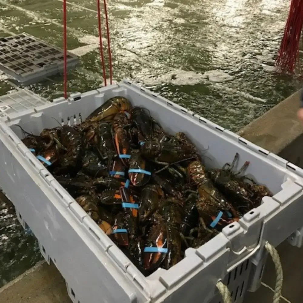 Luxury Live Canadian Lobster Excellent Quality Fresh Seafood Wholesale Price For Food Service And Seafood Markets