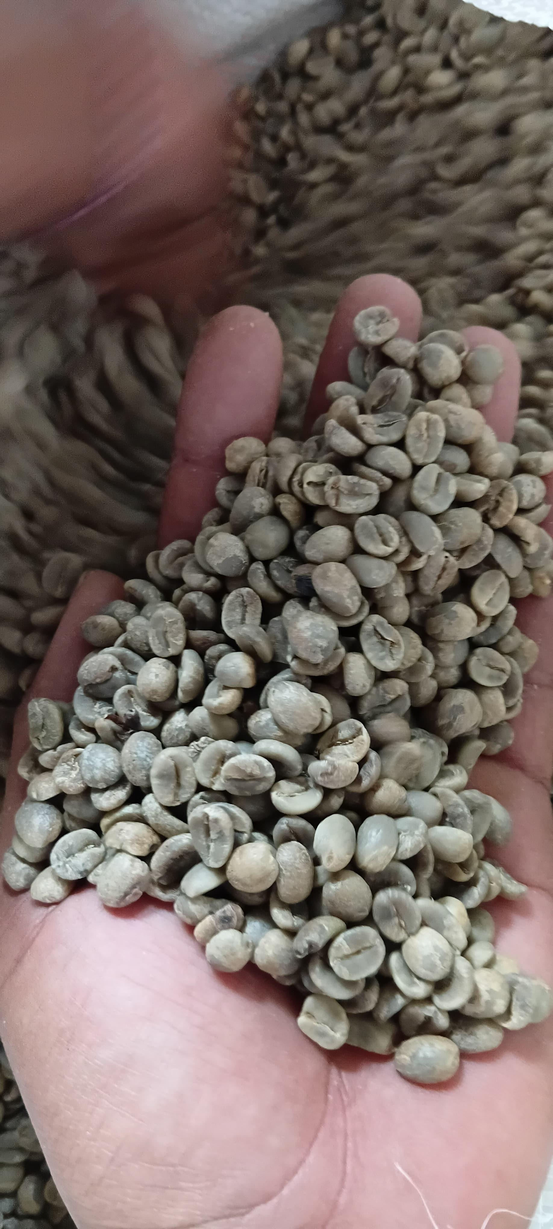 ARABICA GREEN COFFEE BEANS PREMIUM QUALITY FULL WASHED, CUPPING SCORE 85.3
